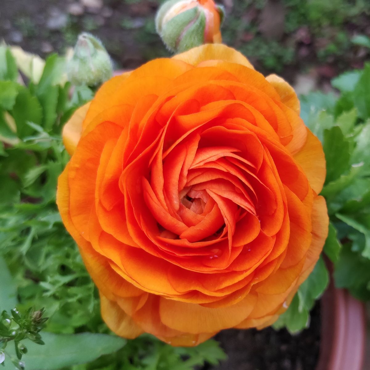 Ranunculus- Primo Arancione Orange (Corm)